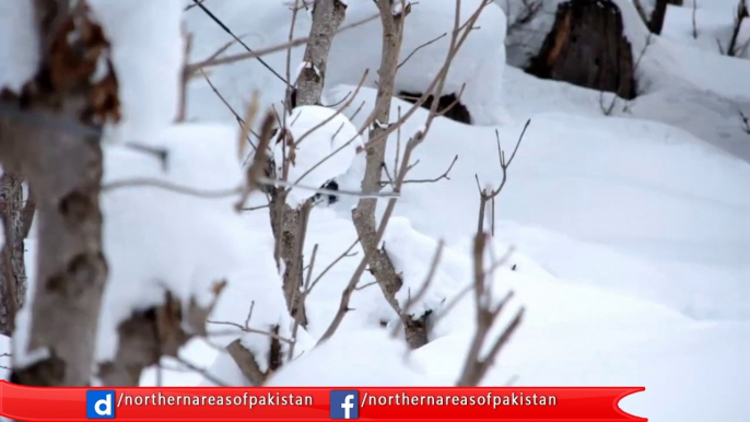 Skiing in Neelum Valley - Azad Kashmir Pakistan...