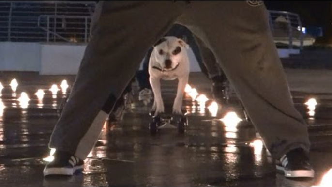 Staffordshire Terrier Has Impressive Skateboarding Skills