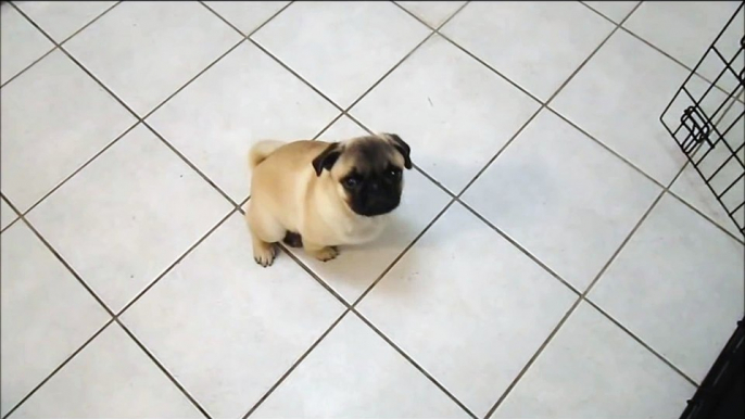 Pug puppy plays dead