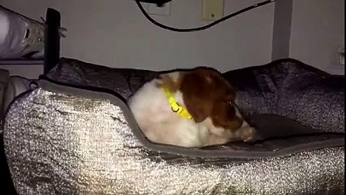 Gandalf the Brittany Demon Dog can t figure out his bed and gets mad