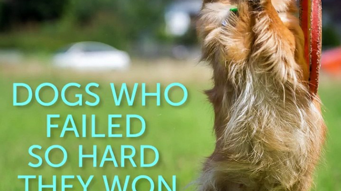 Dogs Who Failed So Hard They Won