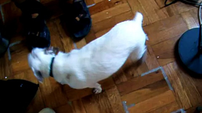 Dog Found: Lost Dog. Small white female dog in Brooklyn