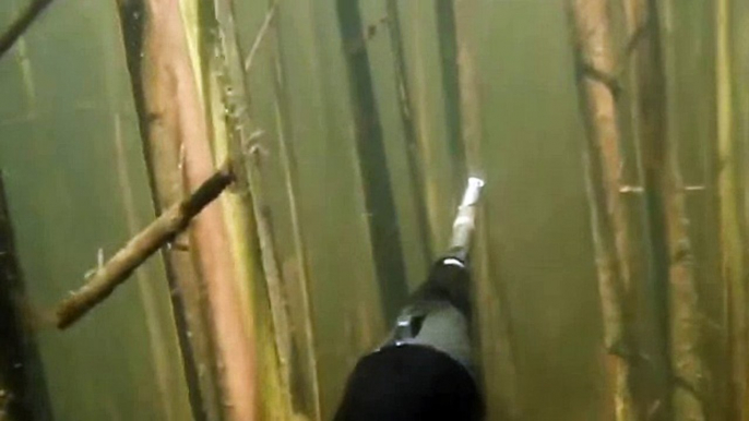 Spearfishing shot carp Подводная Охота подстрелил карпа