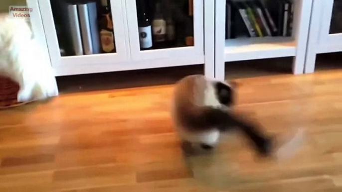 Funny Cats - Funny Cat Videos Better Than Funny Pranks - Funny Videos 2014