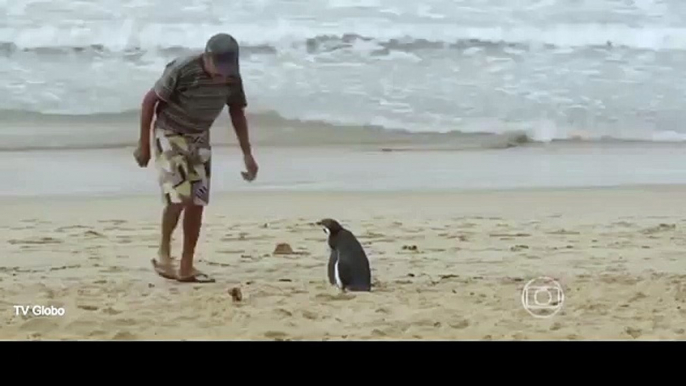 Loyal penguin travels thousands of miles to meet his rescuer