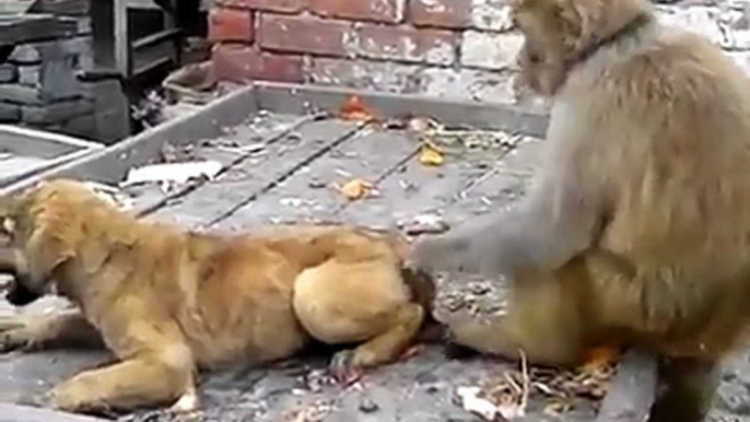 amazing dog and monkey fight video