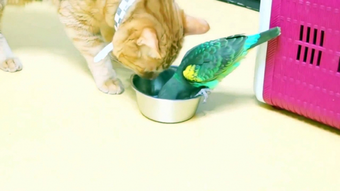 Funny Parrots Annoying Cats Compilation Funny Cats and Bird Videos NEW HD