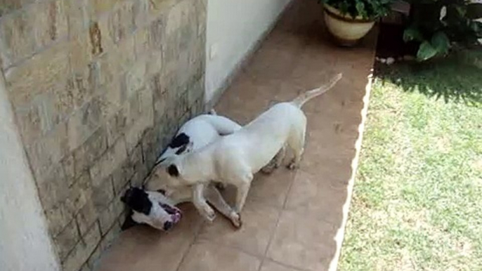 Bull Terrier fight