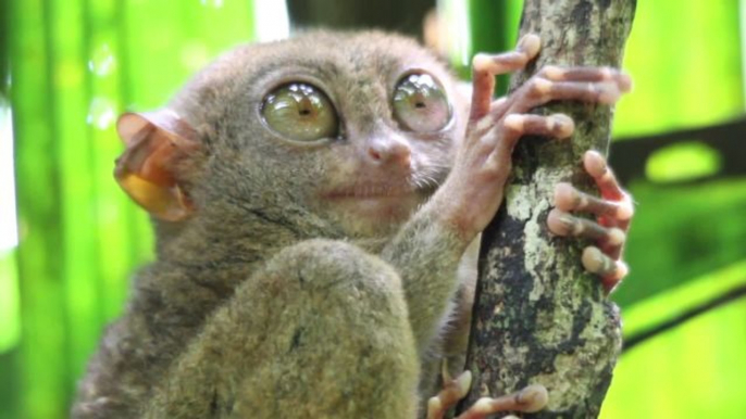 Absurd Creatures | The Tarsier Leaps Like a Superhero, Looks Like Yoda