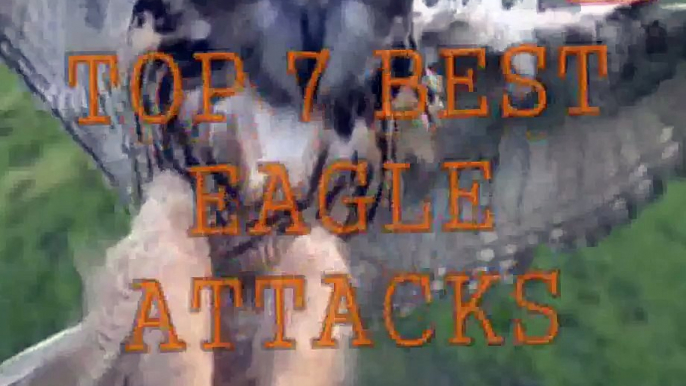 Eagle Attacks (GRIZZLY,KANGAROO...& MAN)