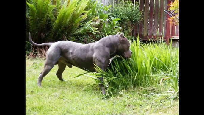 STRONGEST AND BIGGEST PITBULL IN THE WORLD
