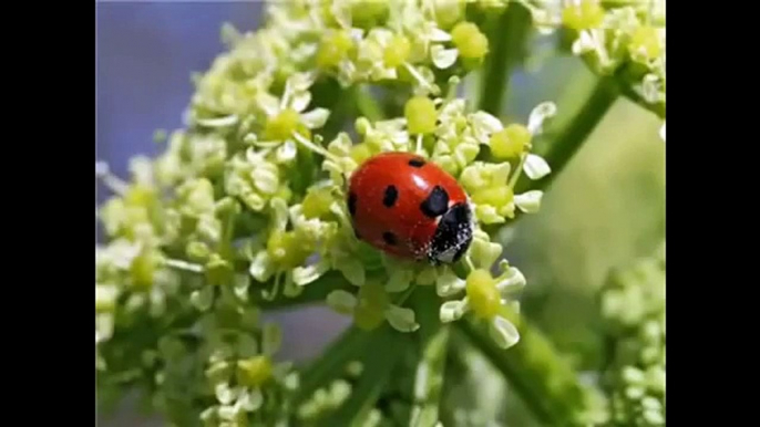 Веселые развивающие детские песенки для самых маленьких!!!