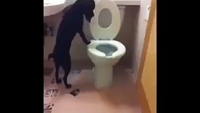 AMAZING Dog knows how to use a toilet