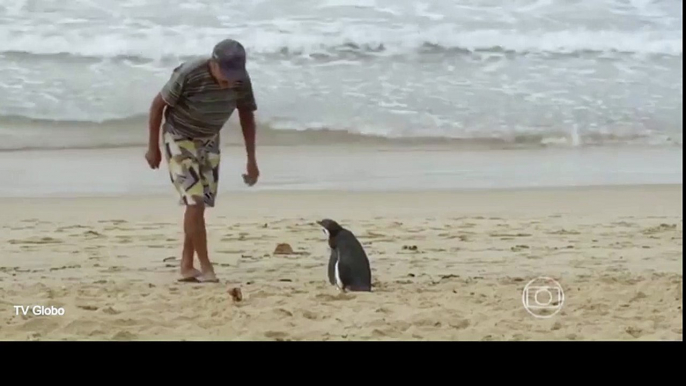 Loyal penguin travels thousands of miles to meet his rescuer