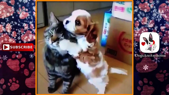 Funny Dogs and Cats #62  | Funny Dogs | Dogs and Cats | Dogs and Cats Playing Together