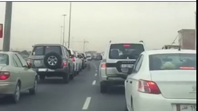 Tiger escapes and walks through traffic jam in Doha, Qatar...( full video in description)