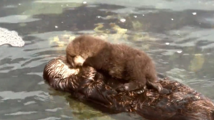 Une maman loutre caline son bébé en nageant sur le dos ! Trop Mignon!