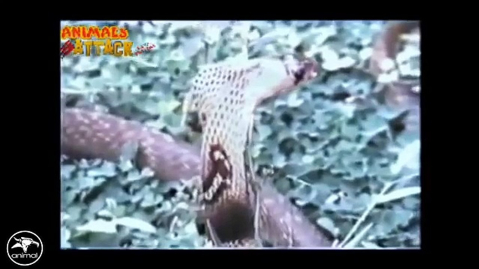 Eagle vs Snake Real Fight - Eagle Attack Snakes ☆ Amazing Animal