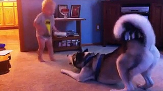 Baby and Husky have deep conversation - Video