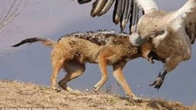 When Crazy Animals Attack Big Birds Attack - Discovery Channel