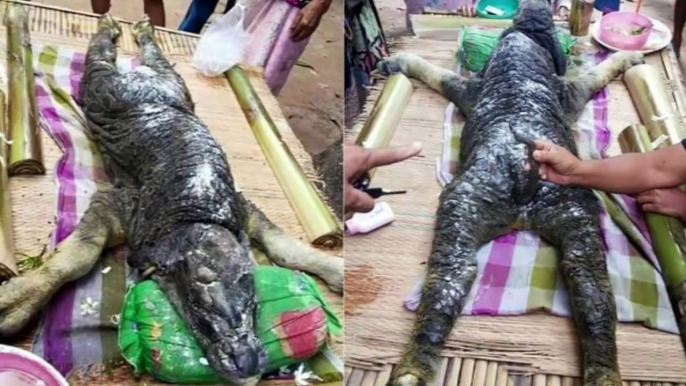 Descubren Tailandia extraño animal mitad búfalo mitad cocodrilo criatura ellos encontró ag