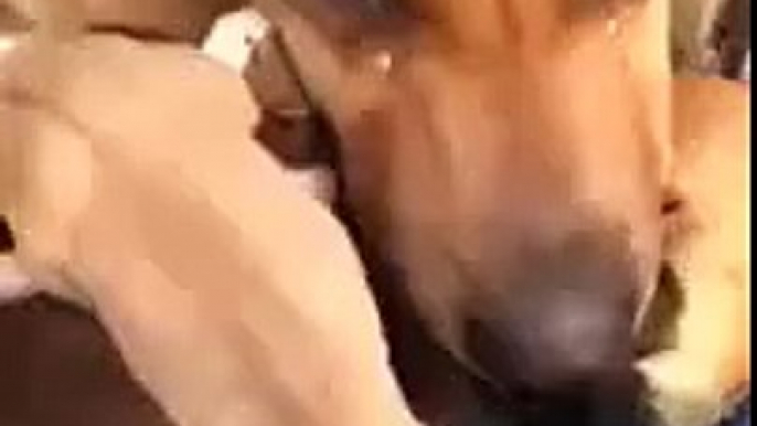 Yavrularının Kurtarılmasıyla Göz Yaşlarına Hakim Olamayan Köpek