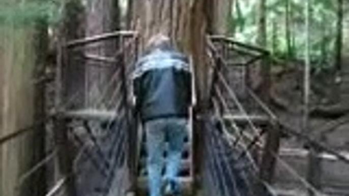 Monkeying Around at the Capilano Suspension Bridge