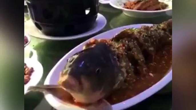 WATCH: FISH served up for dinner COMES BACK TO LIFE after downing a shot