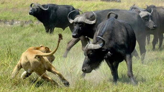 Lion vs buffalo Animals Attack - Discovery Channel