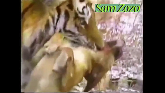 Wild animals hunting dog. Pit bull vs tiger. Leopard  attack guard dogs. Mountain lion vs dog
