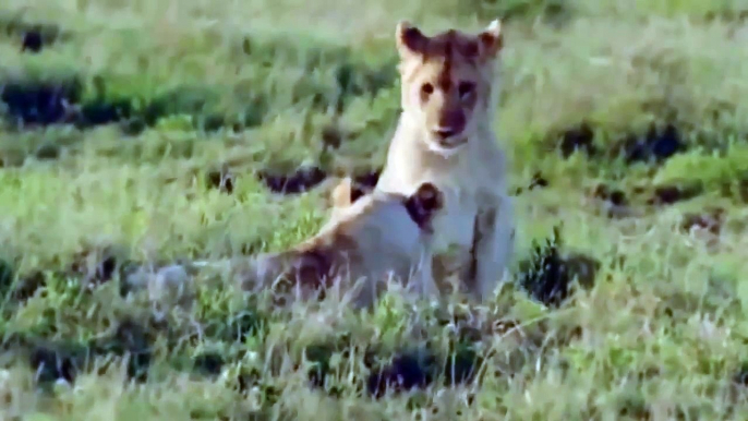 Lion Attack And kill Wild African Animals Compilation Video #HD Lion Hunting