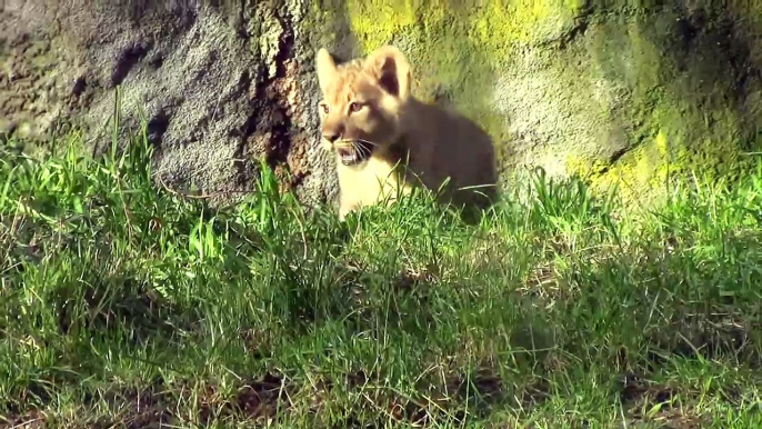 Lion cubs explore the great outdoors at Woodland Park Zoo