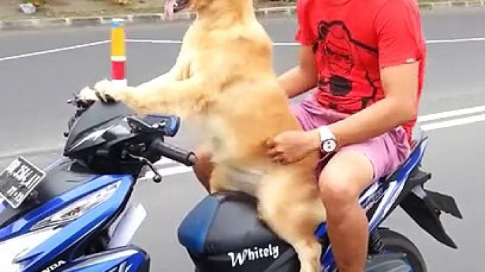 Dog rides Moped Scooter wearing sunglasses down busy street