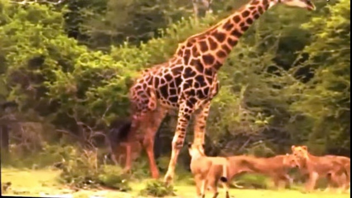 Most Amazing Lion vs Giraffe - Shocking Lion Kills Giraffe Bloody Fight