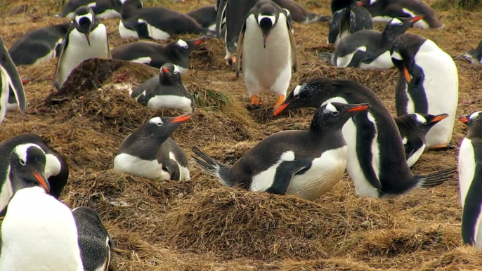 Pingouins tout mignons... qui chient dans tous les sens ! Manchots