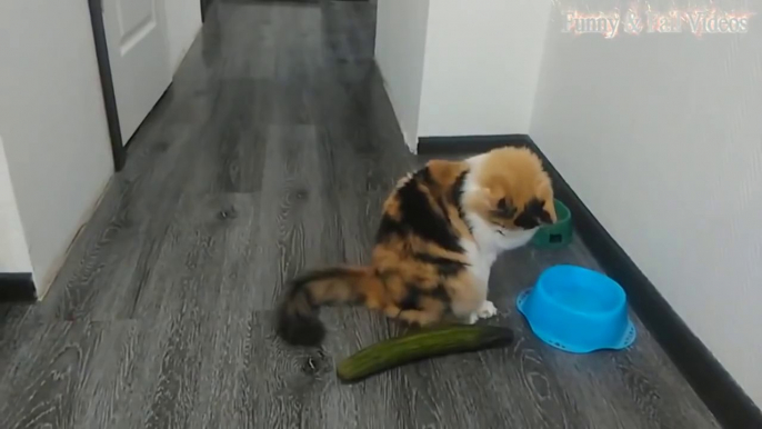 Cats scared of Cucumbers Compilation - Cats Vs Cucumbers - Funny Cats 2016