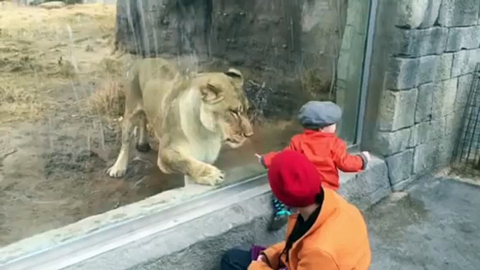 El Paso Zoo lion loves children