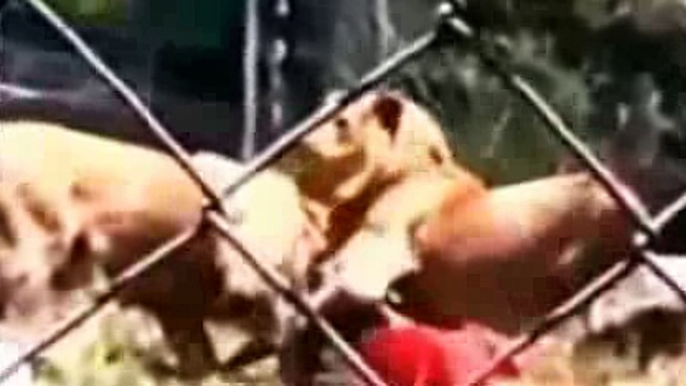 Animal Attacks on Humans - Most Shocking Attacks Caught on Tape clip