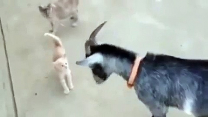 WONDERFUL VIDEO of A Kitten scaring The attacking Goat