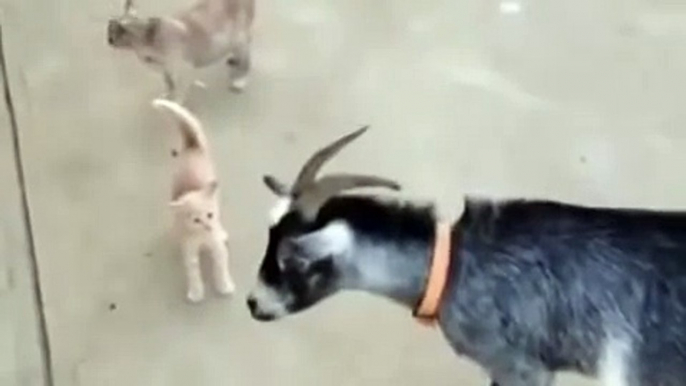 WONDERFUL VIDEO of A Kitten scaring The attacking Goat - Very funny Video