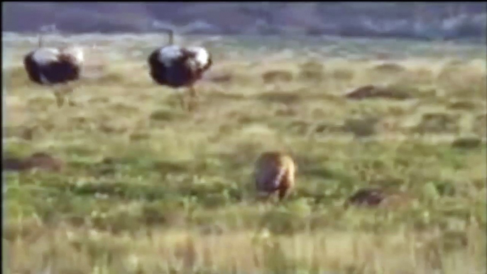 Lion vs ostrich - Leopard vs ostrich real fight - Best moment Animal Fights 2016