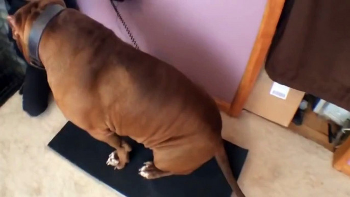 Biggest Bully Pitbull On Earth With 173lbs