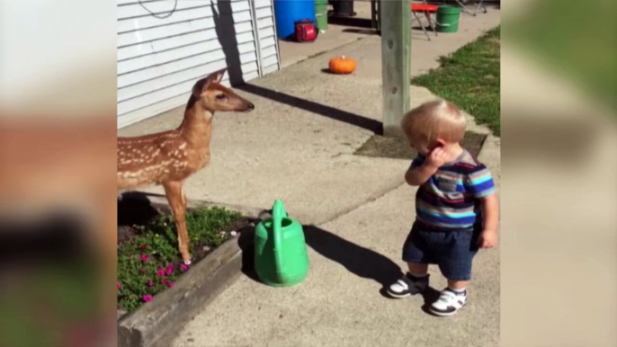 Little Boy Befriends a Baby Deer - Funny Animals Channel