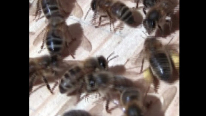 Wie gefährlich sind Bienen wirklich ? Bienen im Haus oder Garten ,