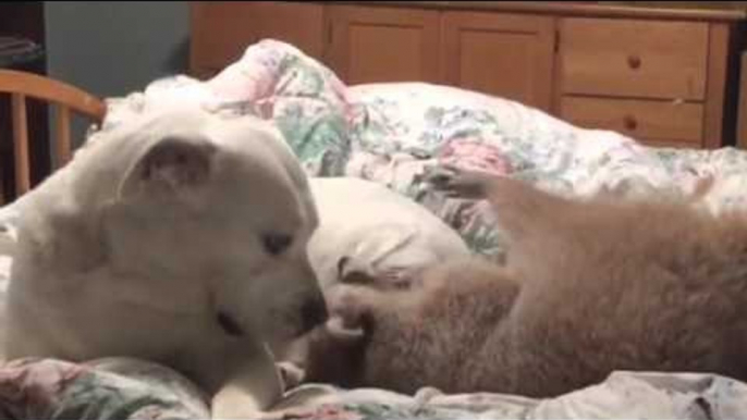 Raccoon and Bulldog Cuddle Up in Bed