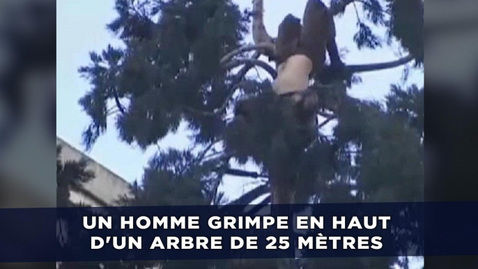 Un homme grimpe en haut d'un arbre de 25 mètres à Seattle