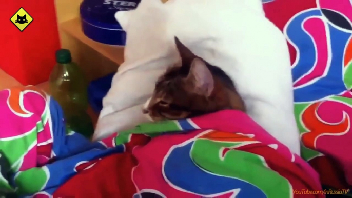 FUNNY VIDEOS- Funny Cats - Funny Cat Videos - Funny Animals - Funny Fails - Funny Cats Sleeping