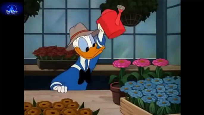 [HD] DONALD DUCK Cartoons ❀ Classic Cartoon Movies Compilation For Kids  Donald Duck Cartoons