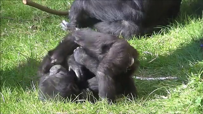 The twins @Burgers Zoo 24 June 2015