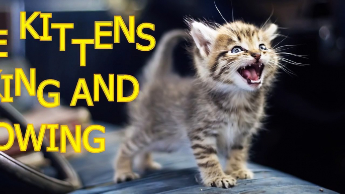 Little kittens meowing and talking - Cute cat compilation